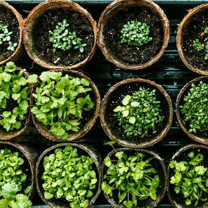 Microgreens growing in round pots